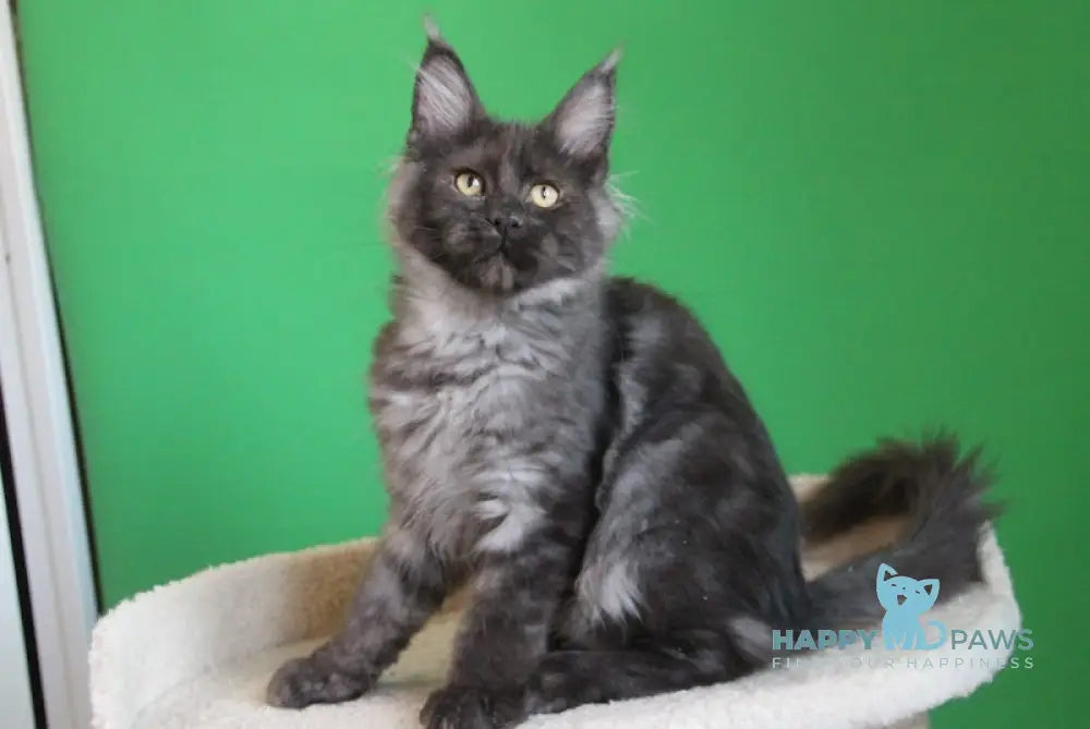 Piper Maine Coon female black smoke live animals