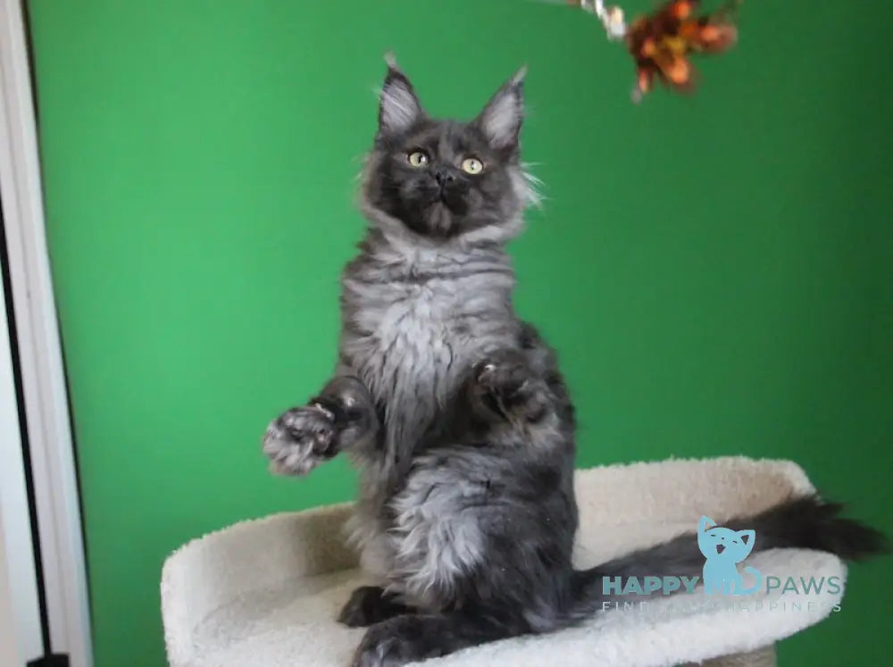 Piper Maine Coon female black smoke live animals