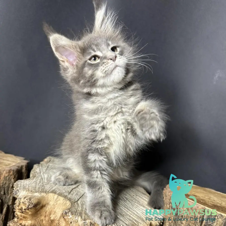 Piper Maine Coon female blue tabby - live animals