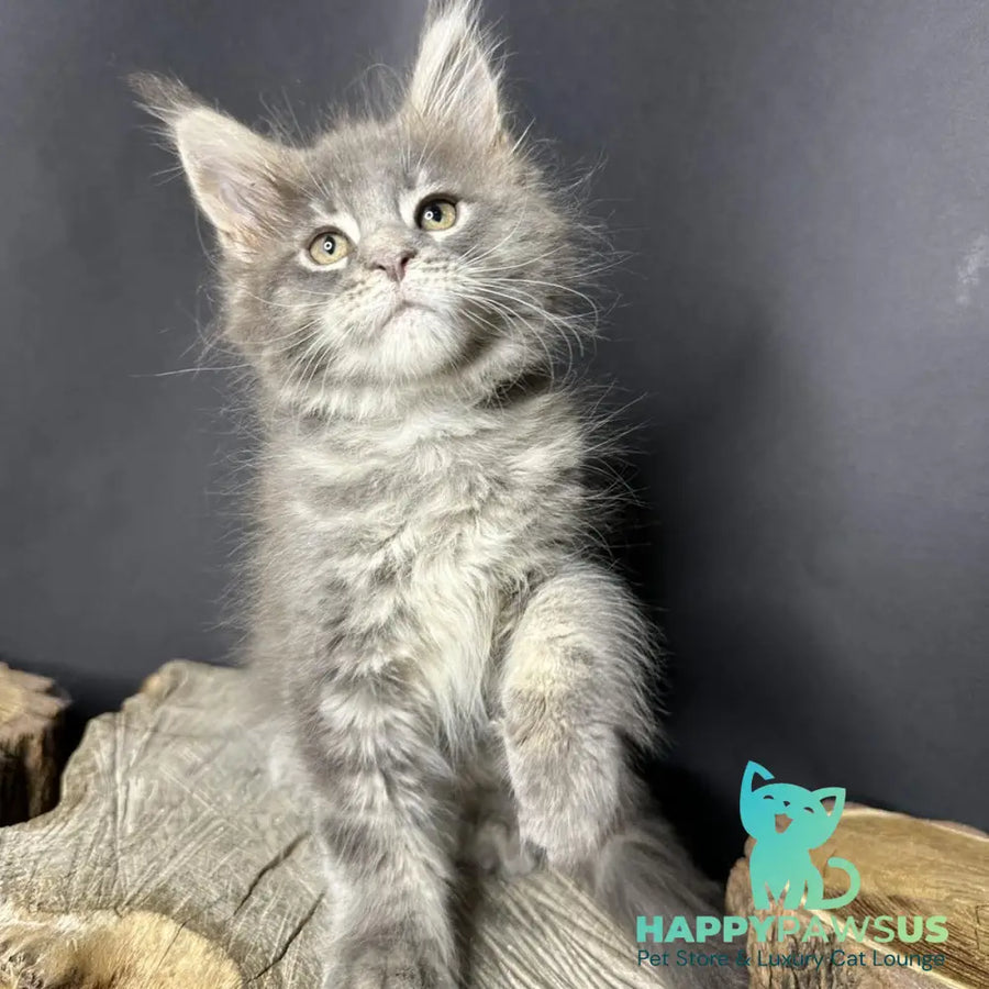 Piper Maine Coon female blue tabby - live animals