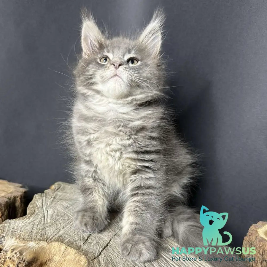 Piper Maine Coon female blue tabby - live animals