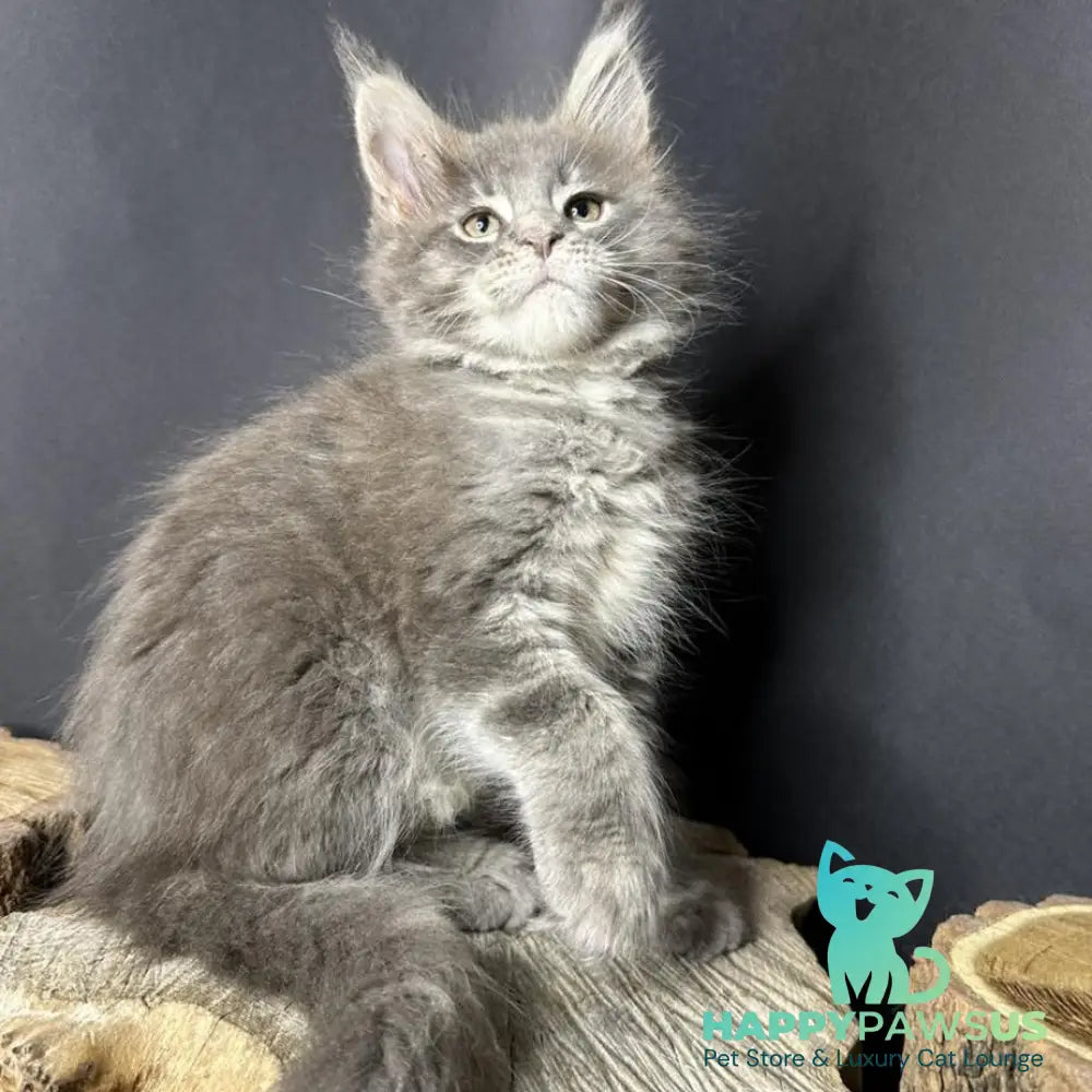 Piper Maine Coon female blue tabby - live animals