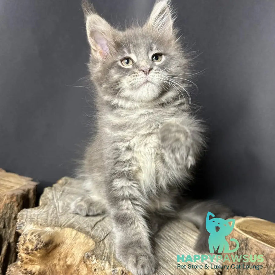 Piper Maine Coon female blue tabby - live animals