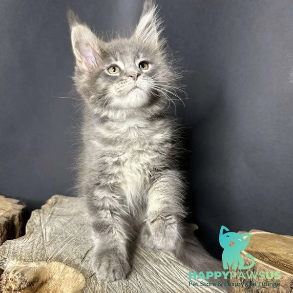 Piper Maine Coon female blue tabby - live animals