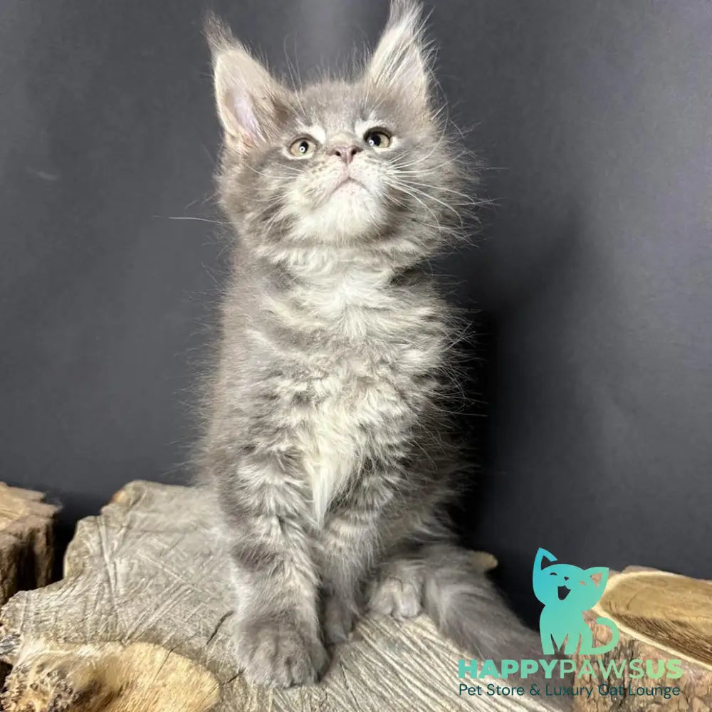 Piper Maine Coon female blue tabby - live animals
