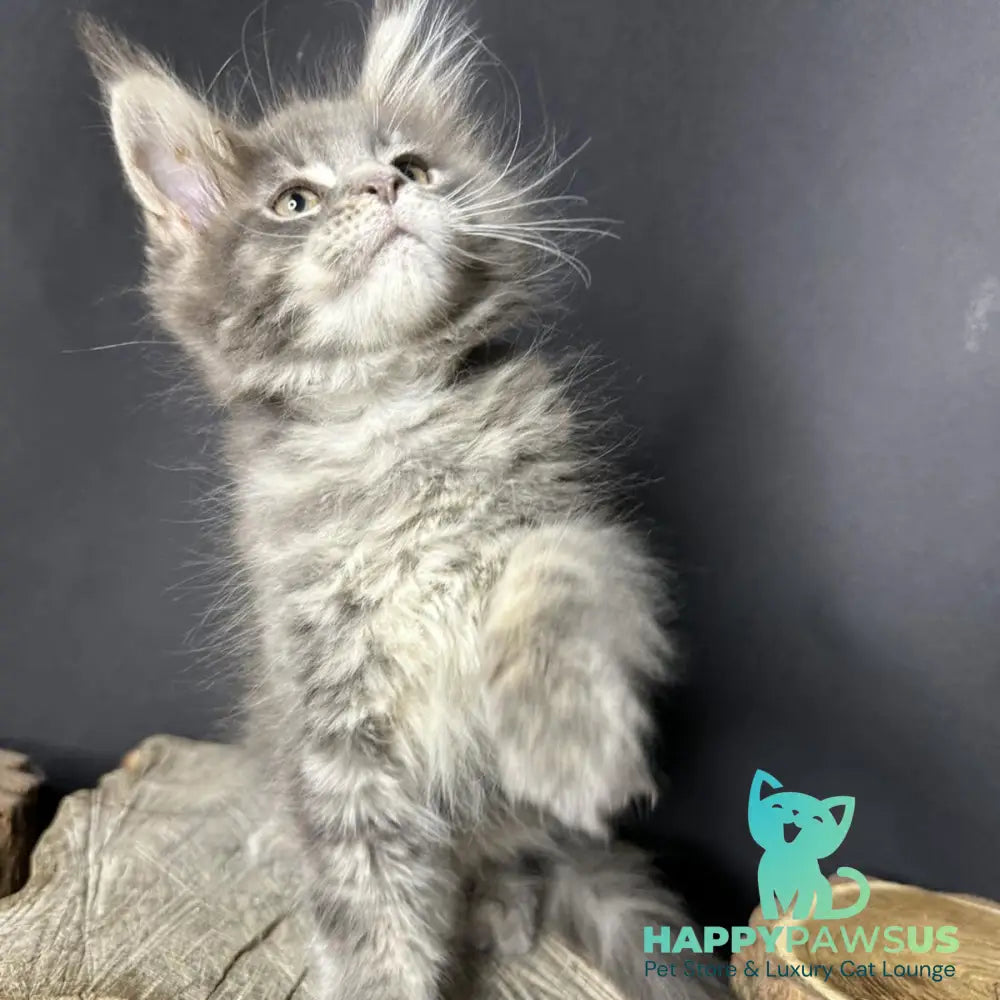 Piper Maine Coon female blue tabby - live animals