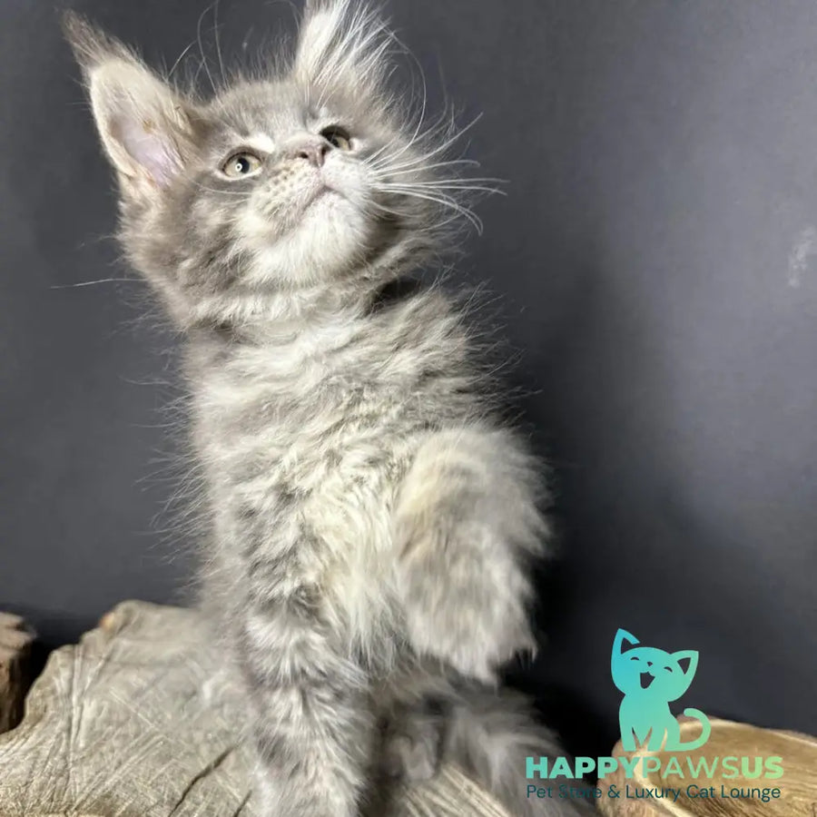 Piper Maine Coon female blue tabby - live animals