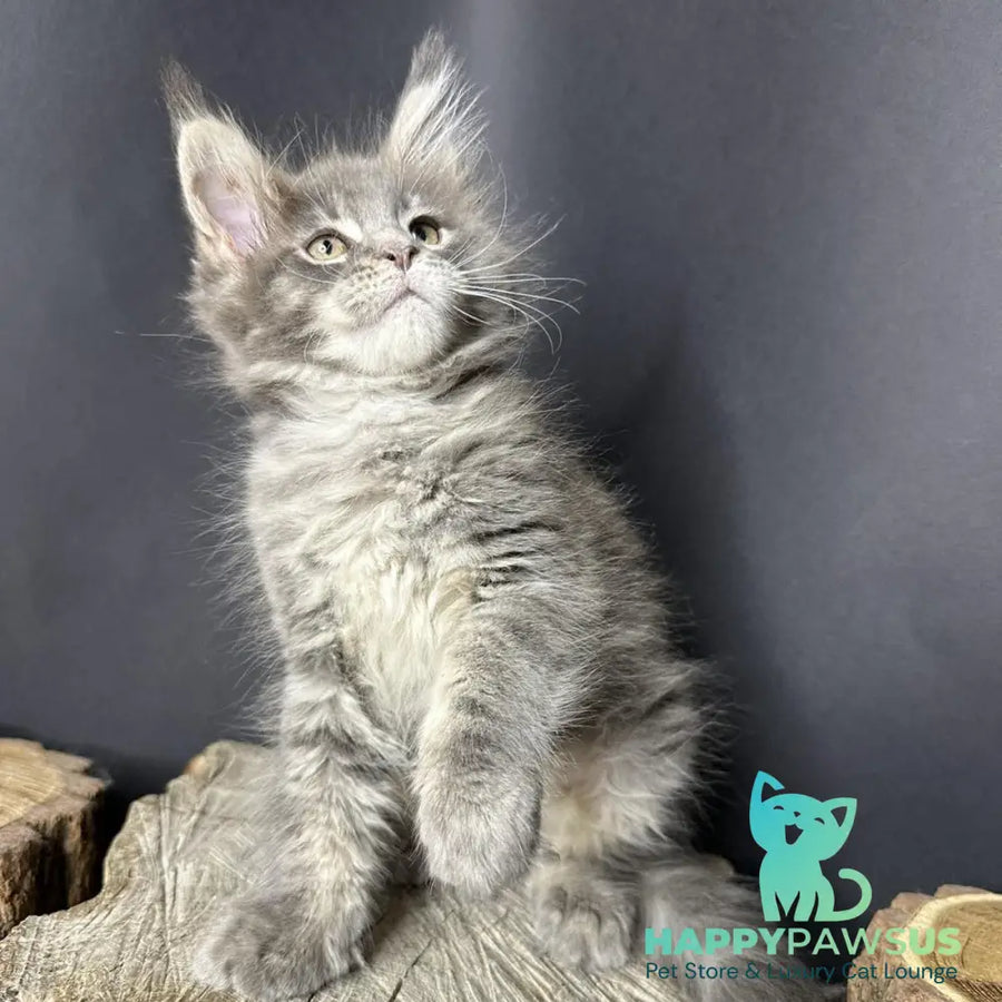 Piper Maine Coon female blue tabby - live animals