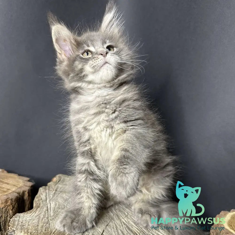 Piper Maine Coon female blue tabby - live animals