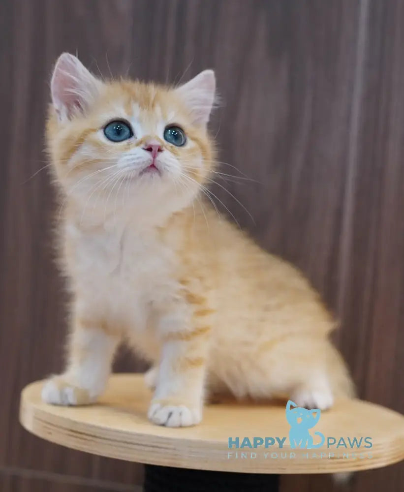 Pippa British Shorthair female black golden spotted tabby live animals
