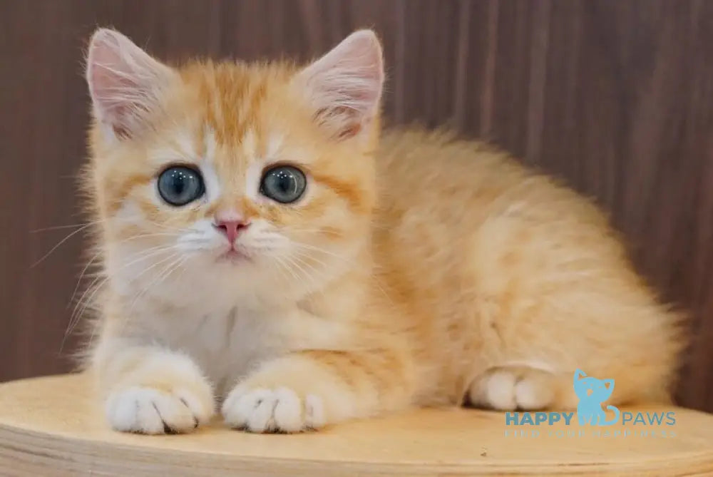 Pippa British Shorthair female black golden spotted tabby live animals