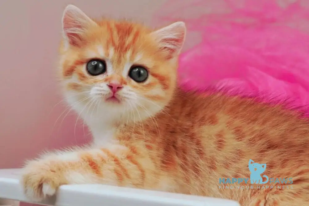 Pippa British Shorthair female black golden spotted tabby live animals