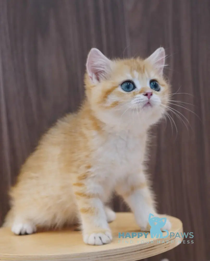 Pippa British Shorthair female black golden spotted tabby live animals