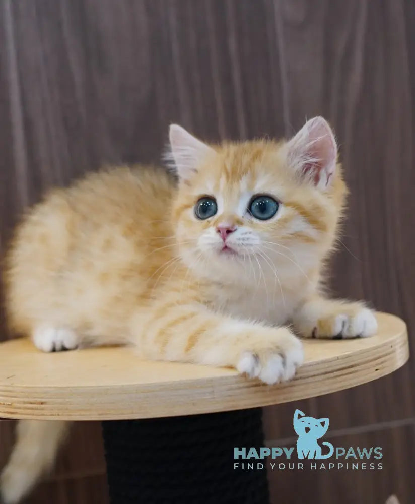 Pippa British Shorthair female black golden spotted tabby live animals