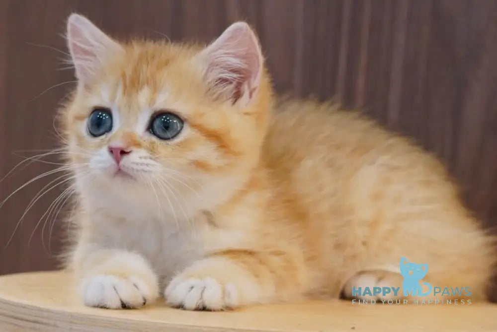 Pippa British Shorthair female black golden spotted tabby live animals