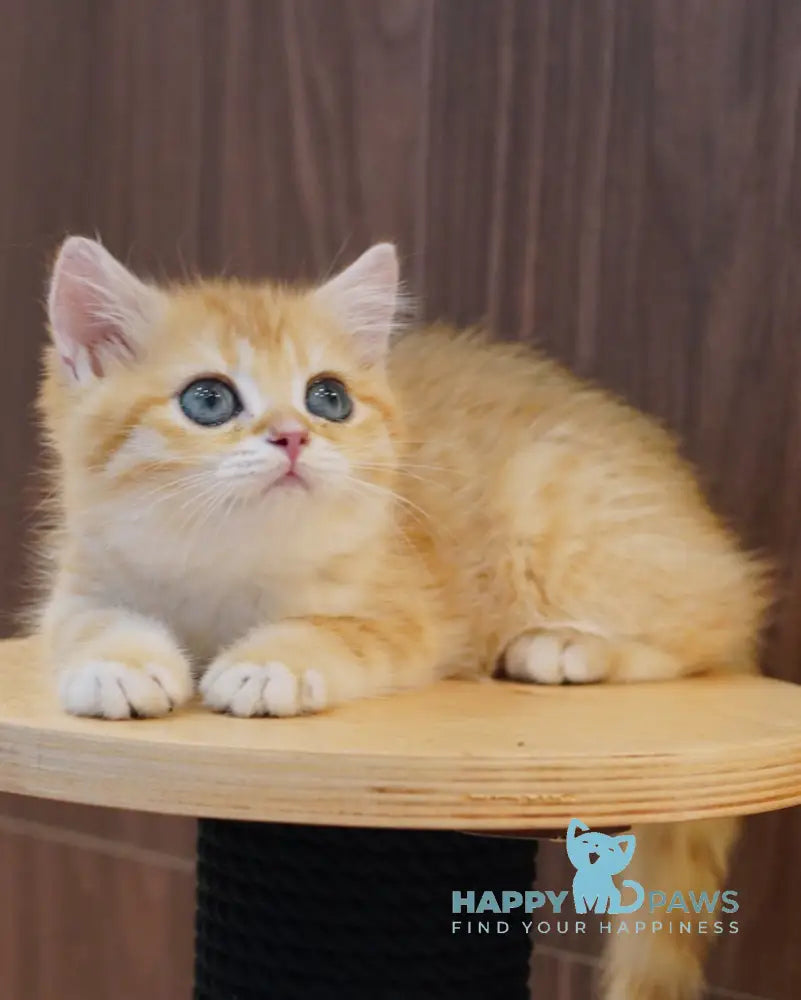 Pippa British Shorthair female black golden spotted tabby live animals