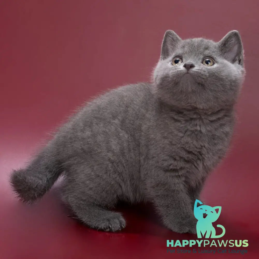 Pippin British Shorthair male blue - live animals