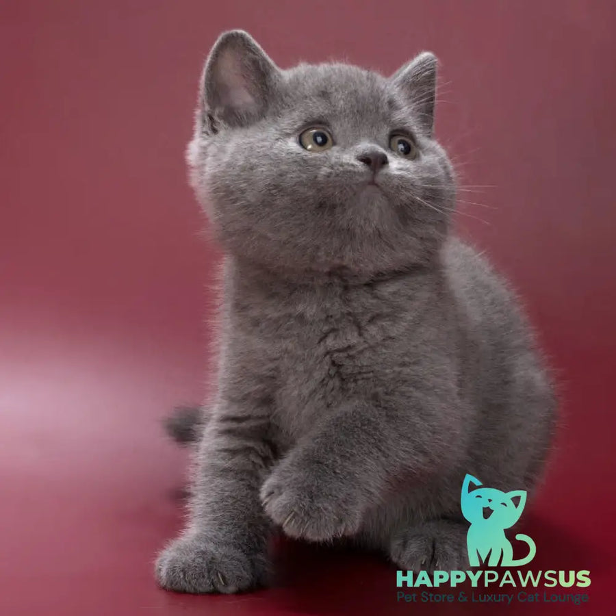 Pippin British Shorthair male blue - live animals