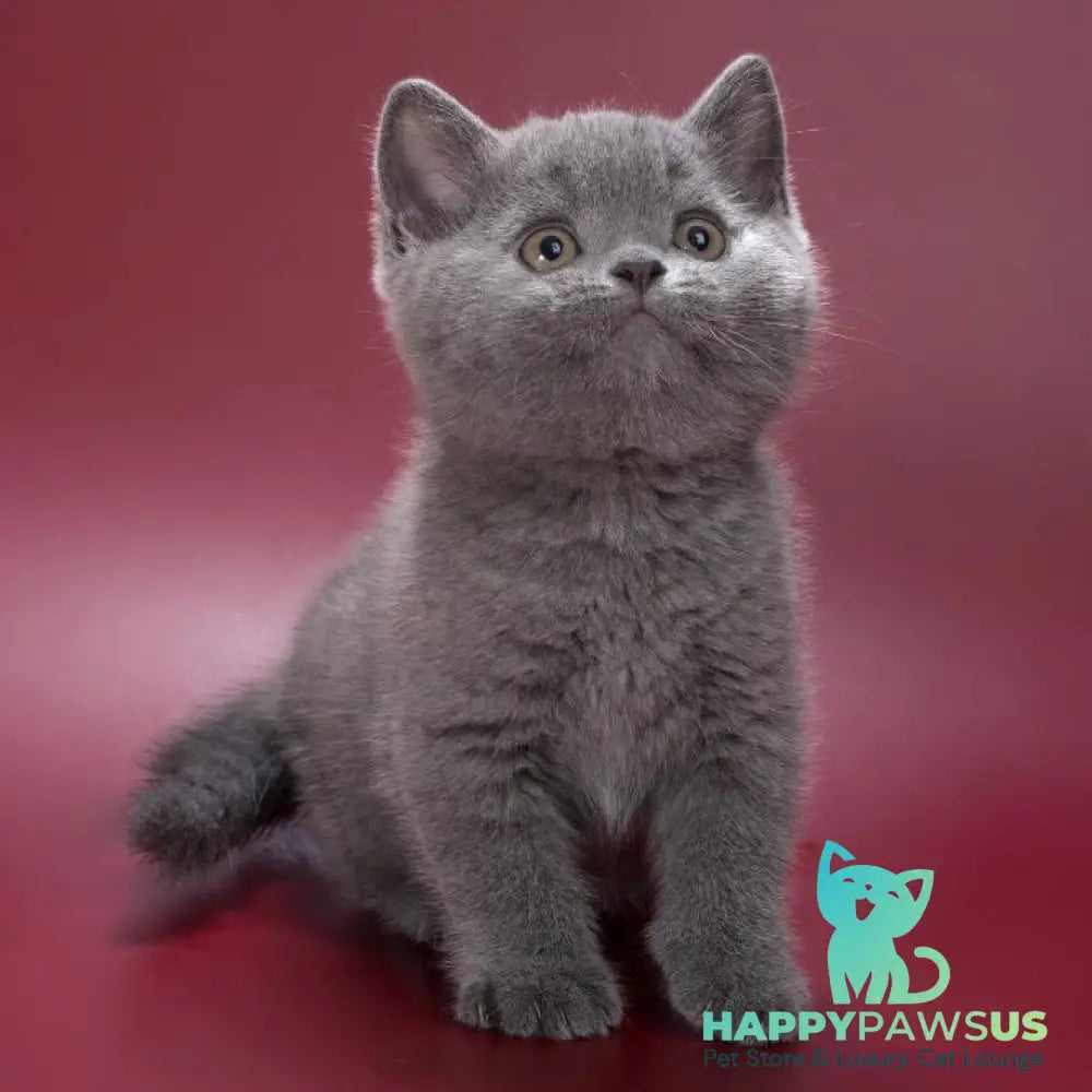 Pippin British Shorthair male blue - live animals
