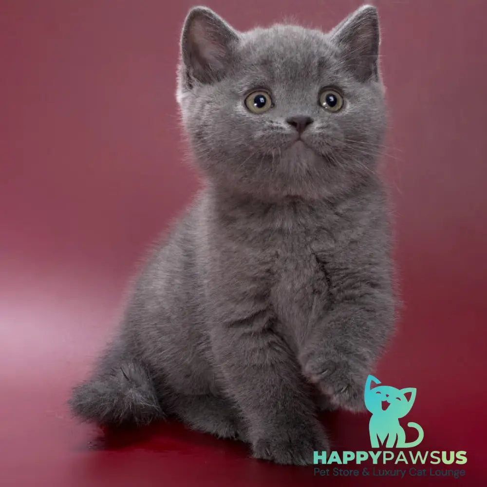 Pippin British Shorthair male blue - live animals