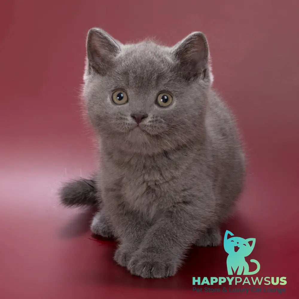 Pippin British Shorthair male blue - live animals