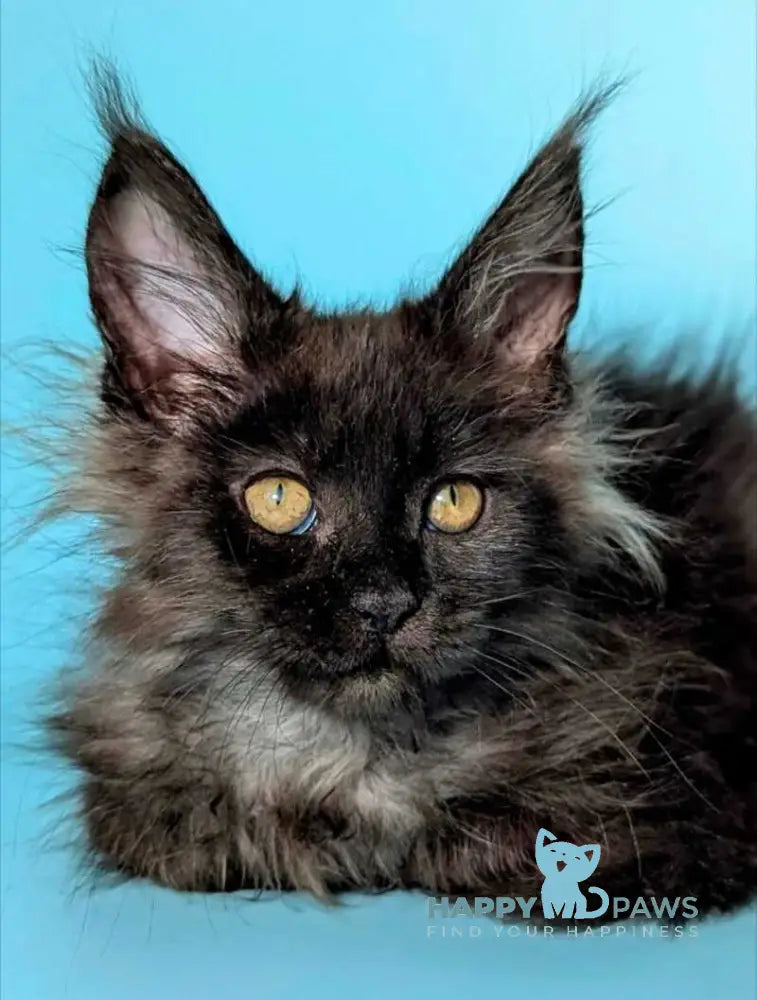 Pippin Maine Coon female black silver live animals
