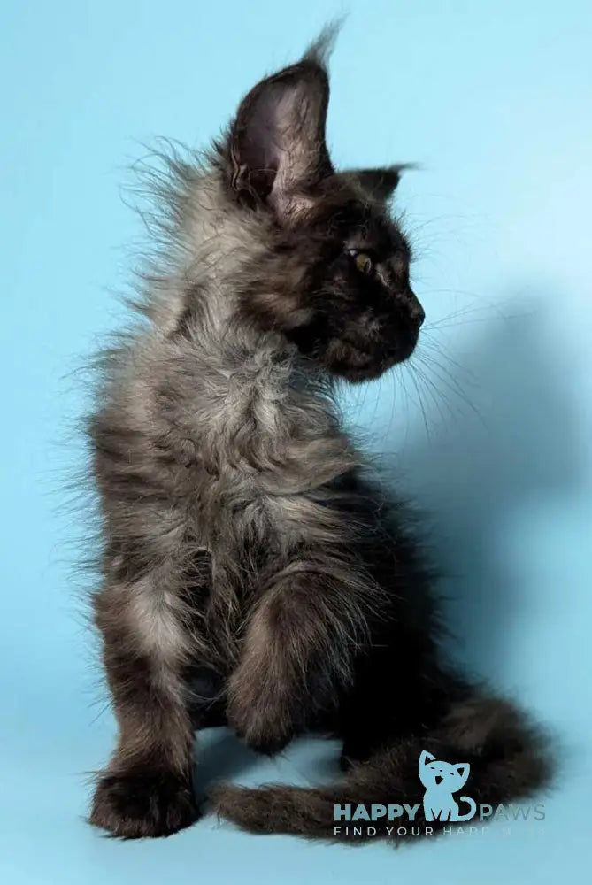 Pippin Maine Coon female black silver live animals