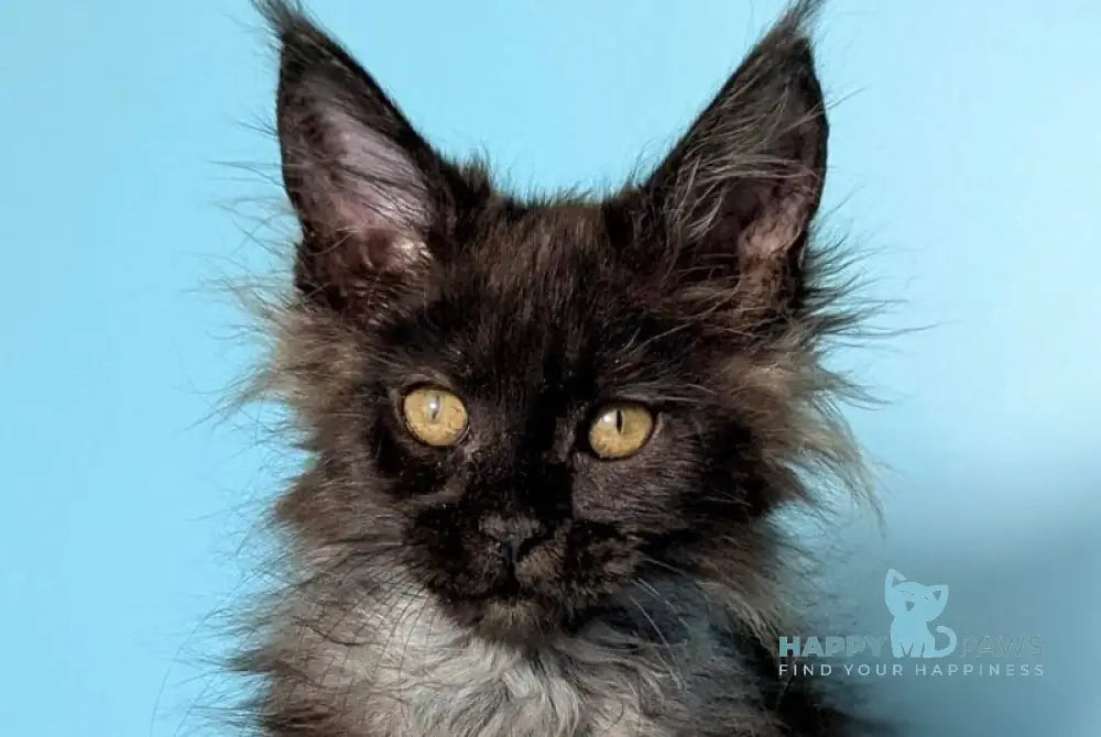 Pippin Maine Coon female black silver live animals