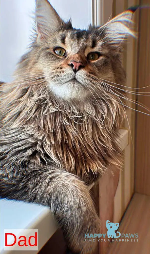 Pippin Maine Coon female black silver live animals