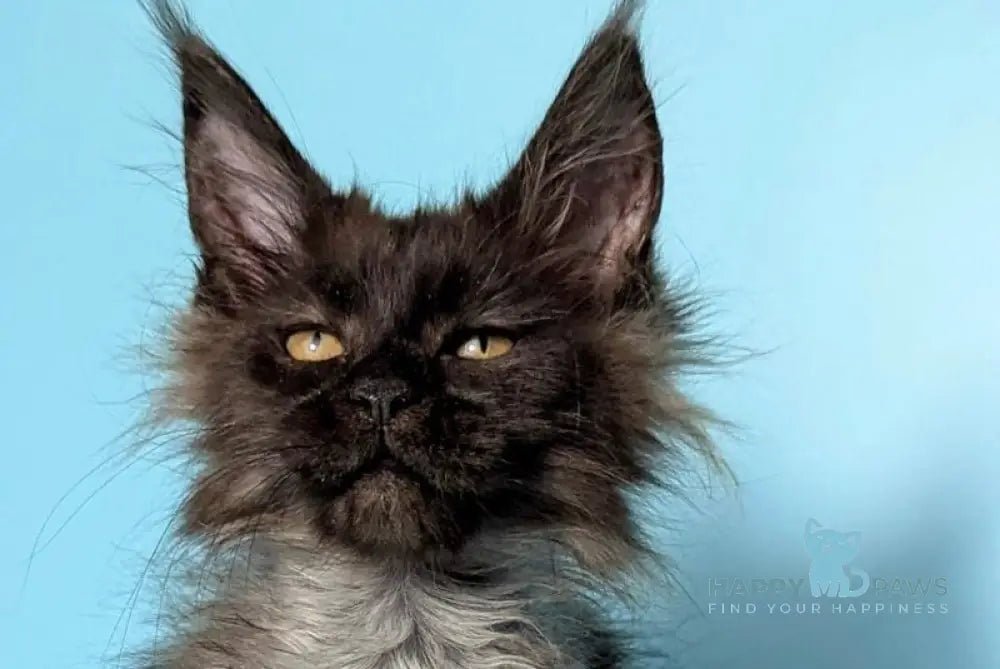 Pippin Maine Coon female black silver live animals