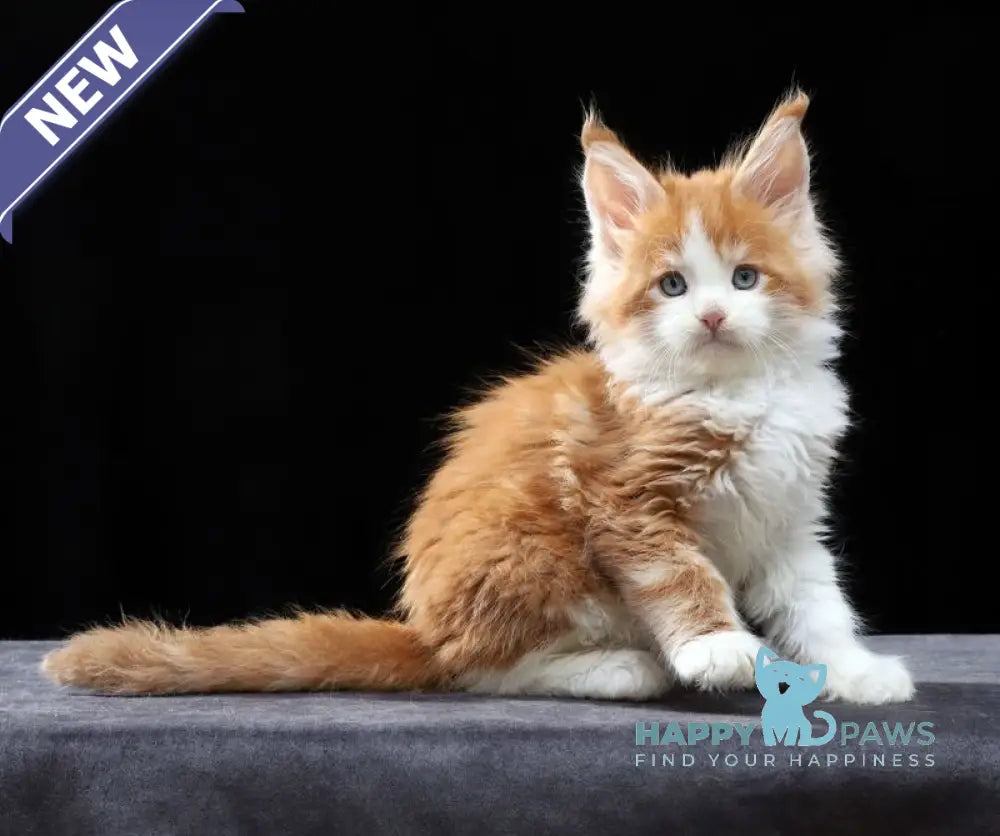 Pirat Maine Coon male red tabby bicolour live animals