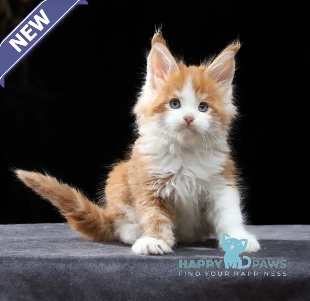 Pirat Maine Coon male red tabby bicolour live animals