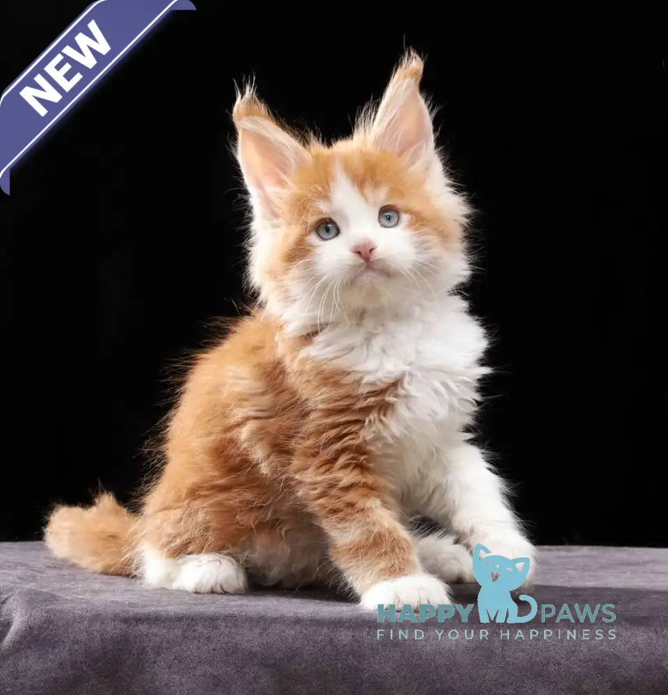 Pirat Maine Coon male red tabby bicolour live animals