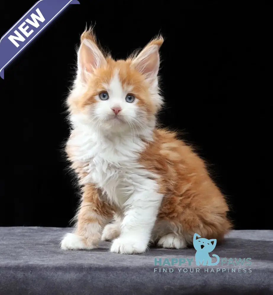 Pirat Maine Coon male red tabby bicolour live animals