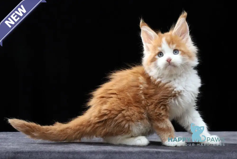 Pirat Maine Coon male red tabby bicolour live animals