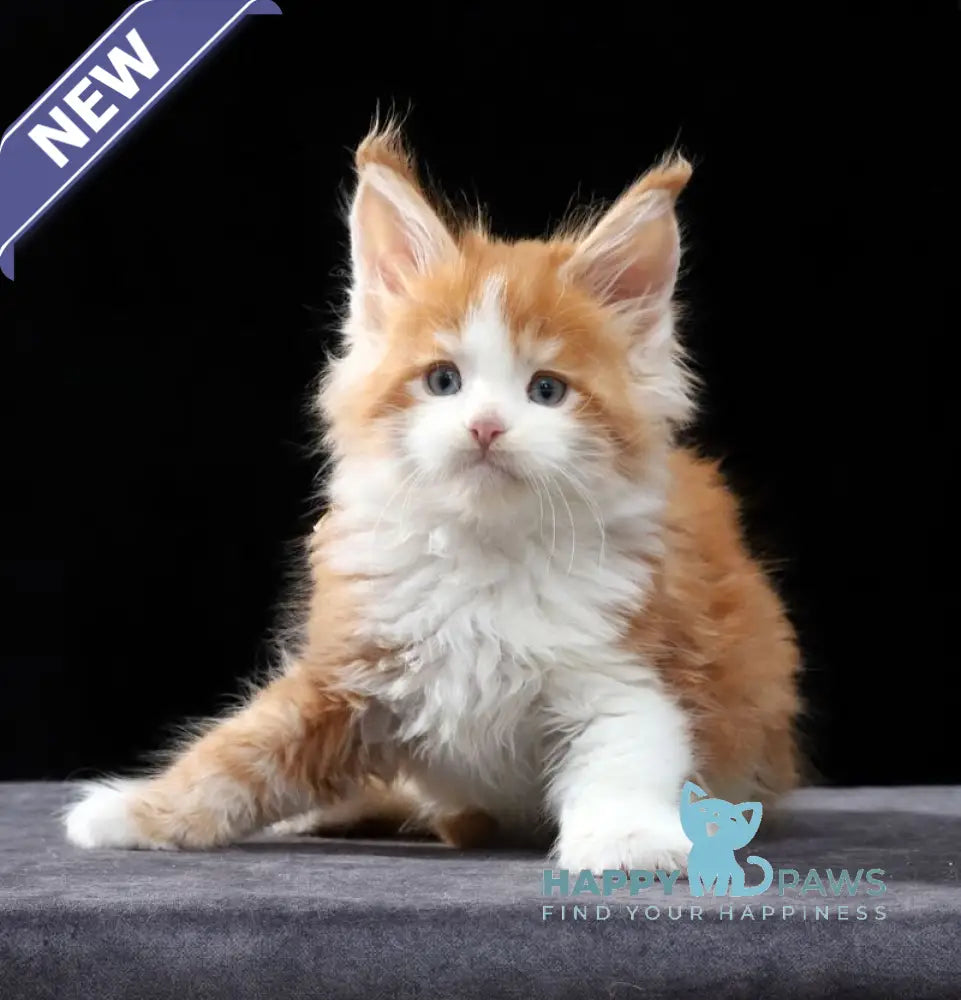 Pirat Maine Coon male red tabby bicolour live animals