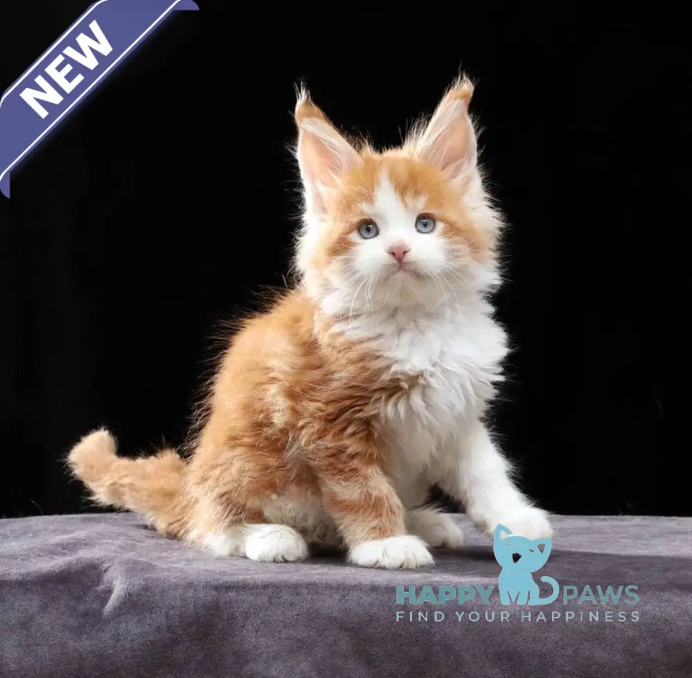 Pirat Maine Coon male red tabby bicolour live animals