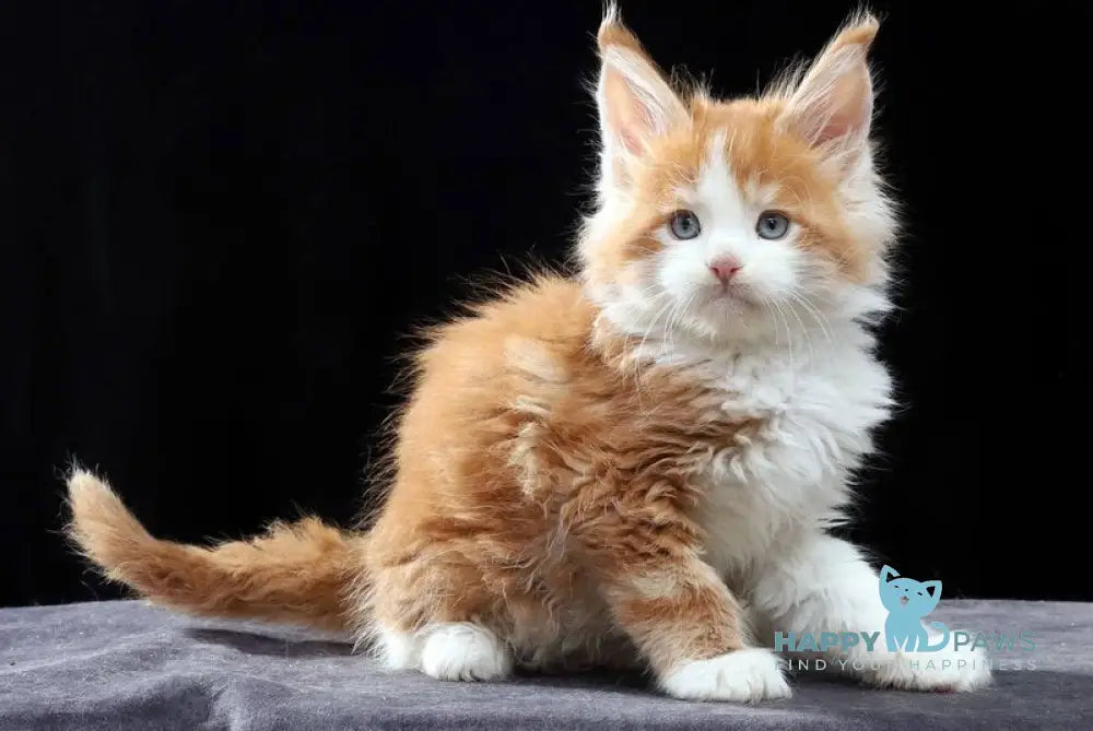 Pirat Maine Coon male red tabby bicolour live animals