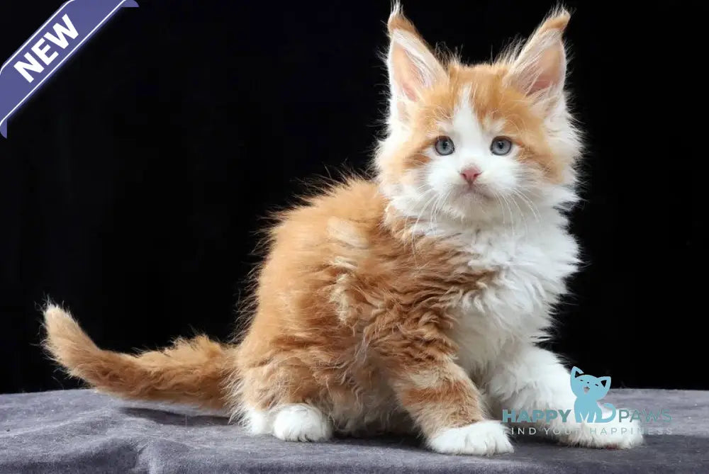 Pirat Maine Coon male red tabby bicolour live animals