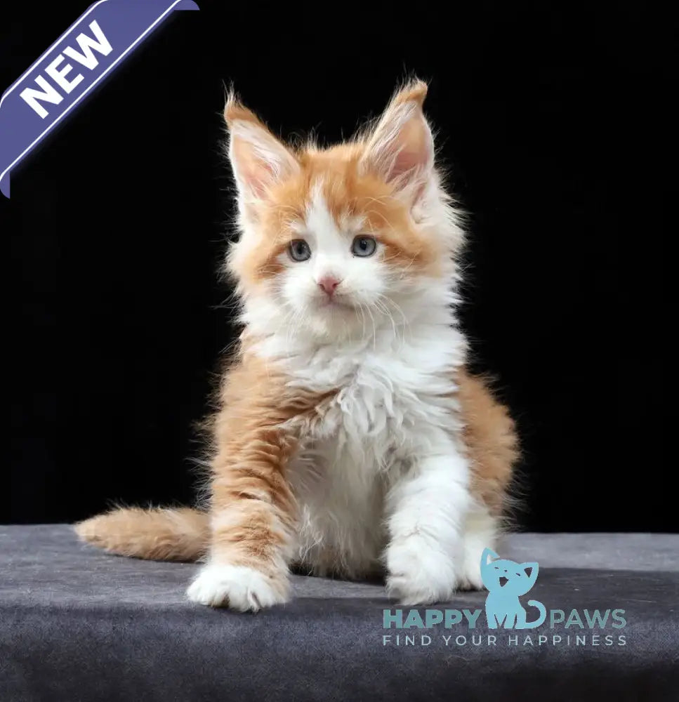 Pirat Maine Coon male red tabby bicolour live animals