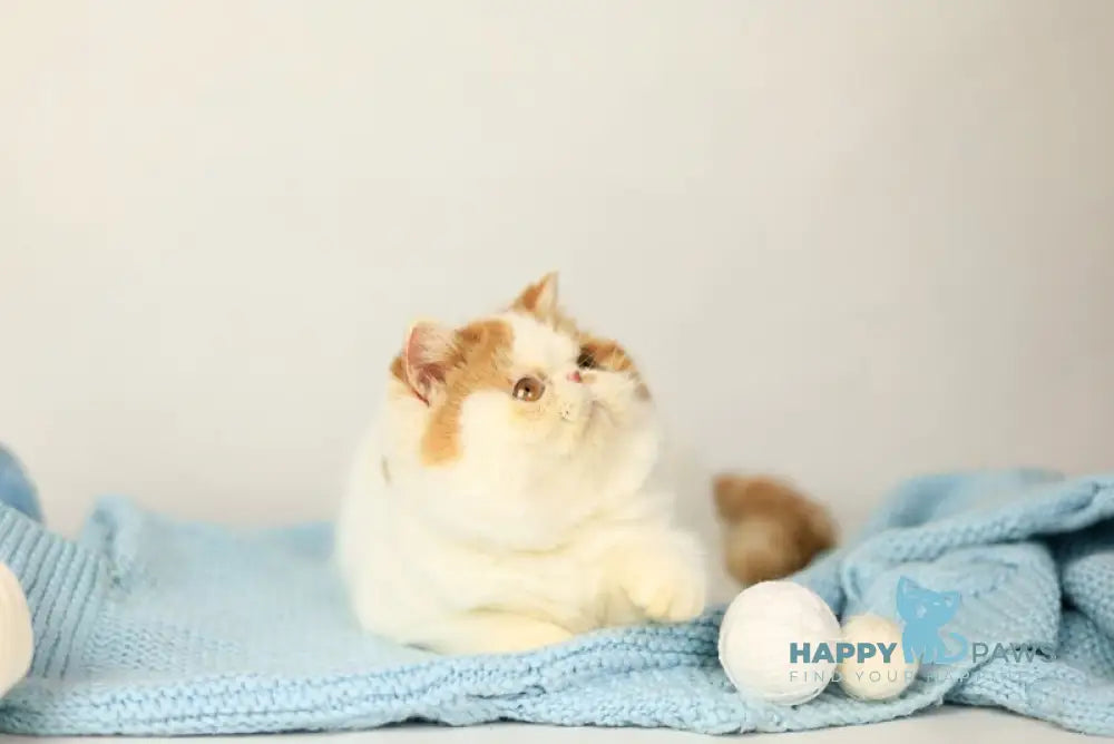 Piter Exotic male cream van tabby live animals