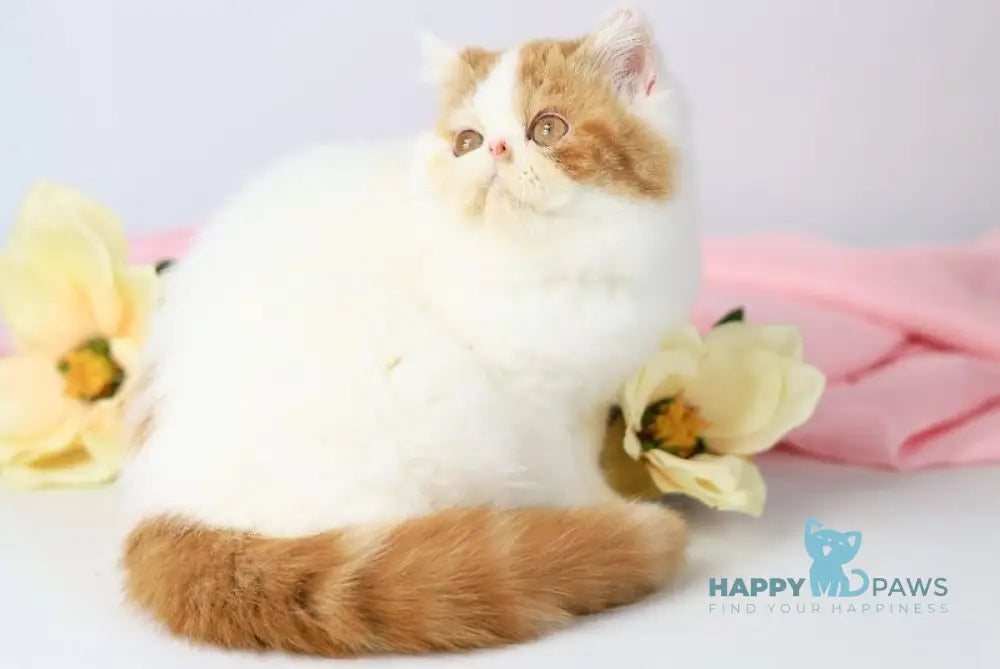 Piter Exotic male cream van tabby live animals