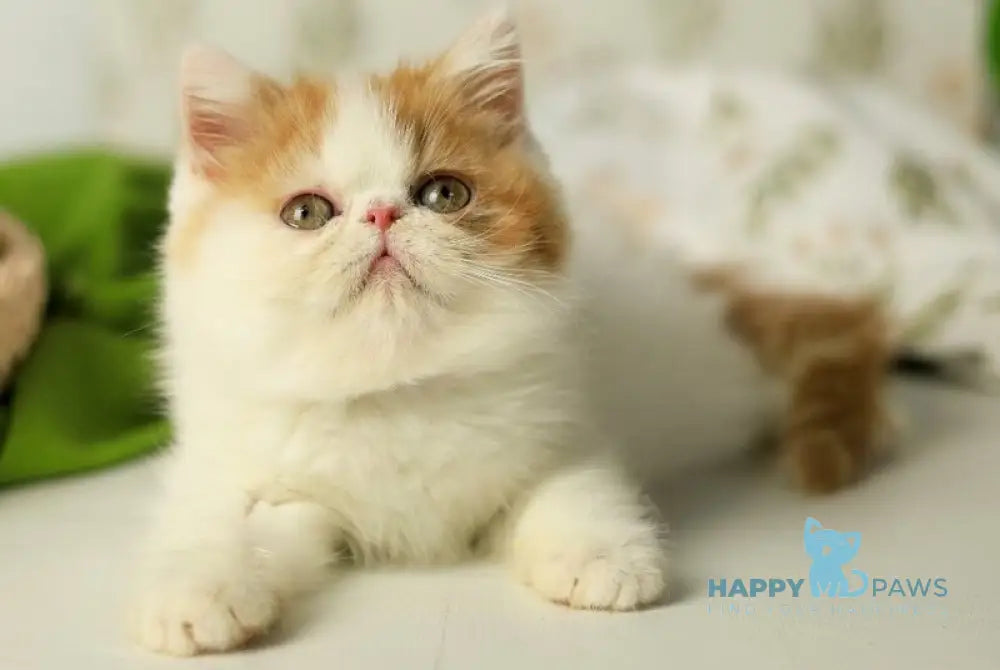 Piter Exotic male cream van tabby live animals
