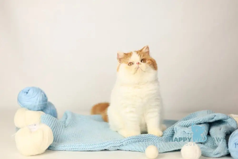 Piter Exotic male cream van tabby live animals