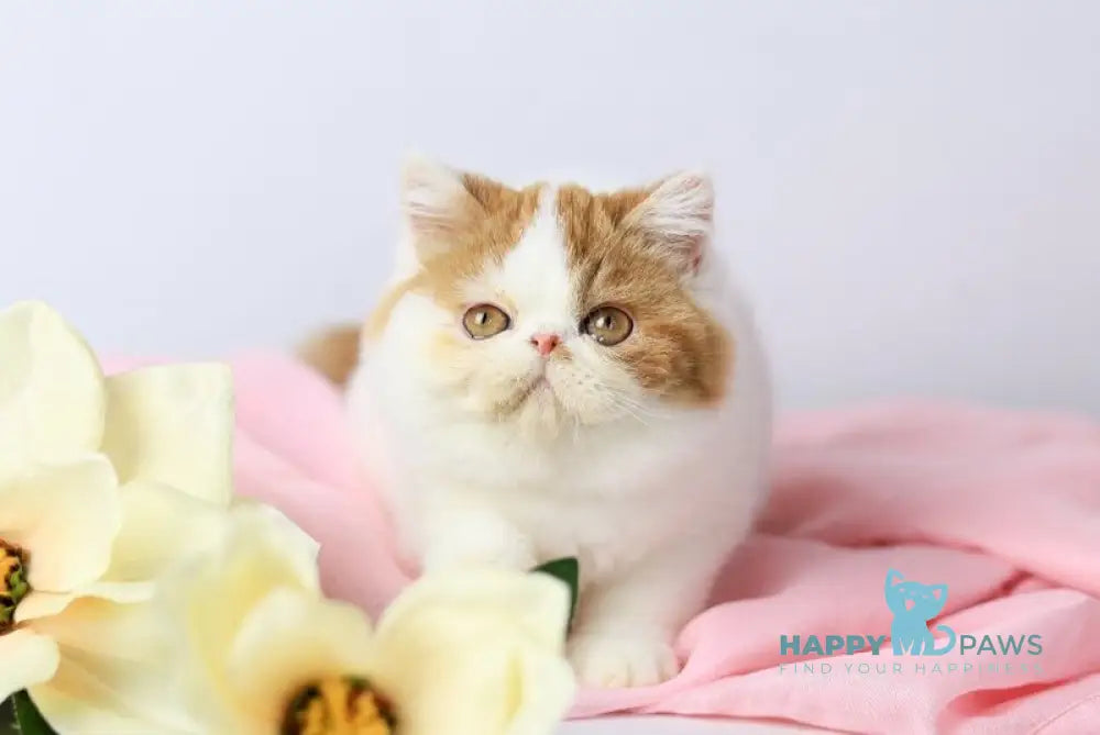 Piter Exotic male cream van tabby live animals