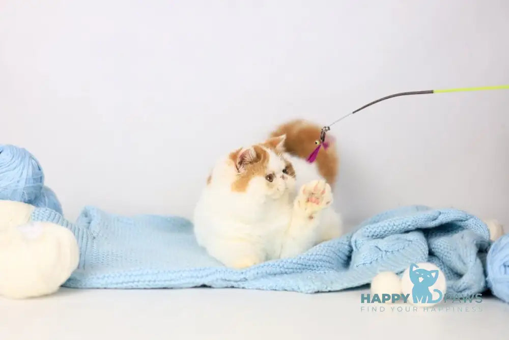 Piter Exotic male cream van tabby live animals