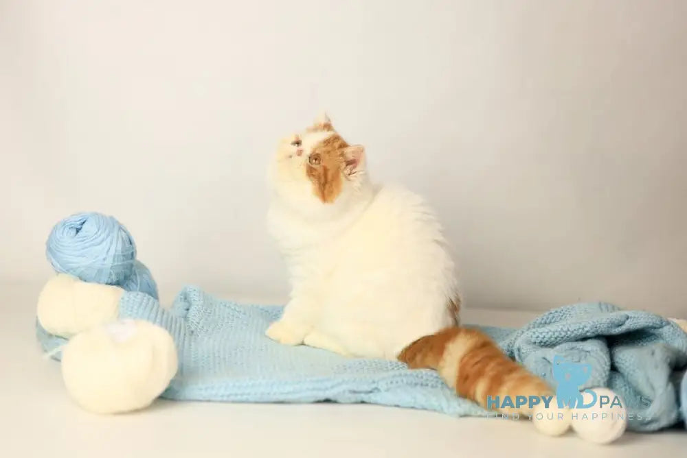 Piter Exotic male cream van tabby live animals