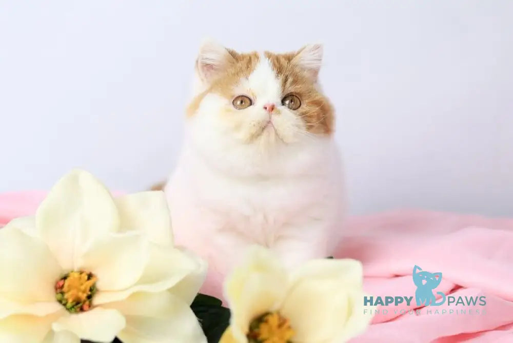 Piter Exotic male cream van tabby live animals