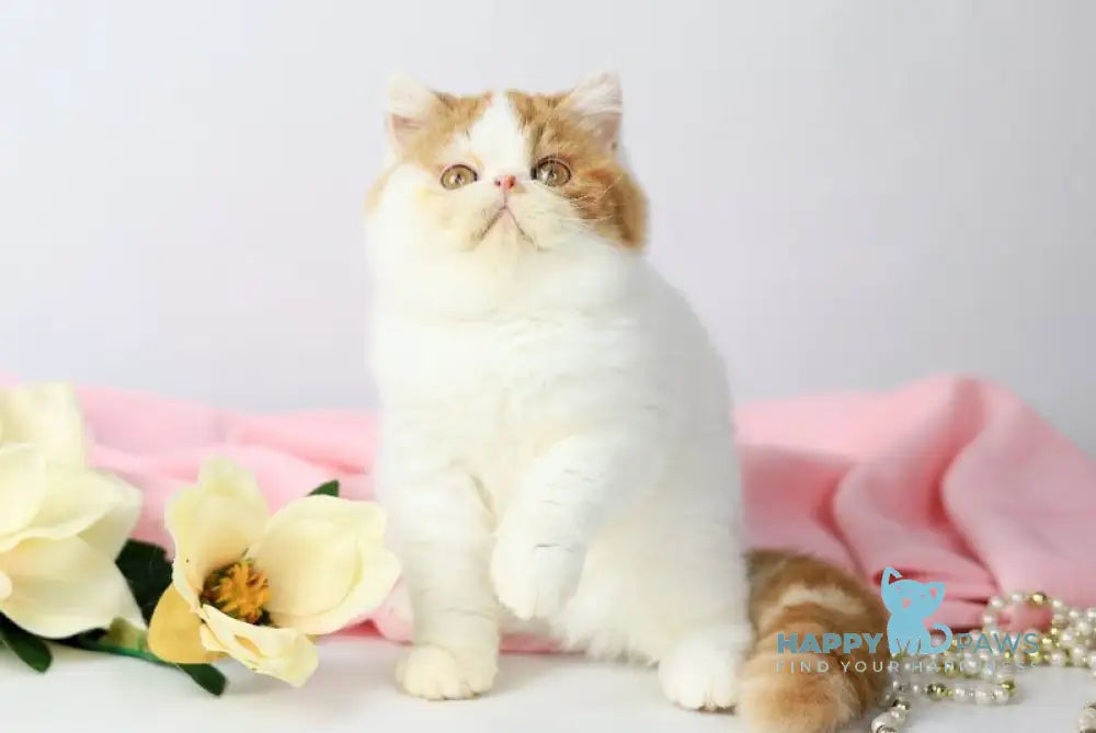 Piter Exotic male cream van tabby live animals