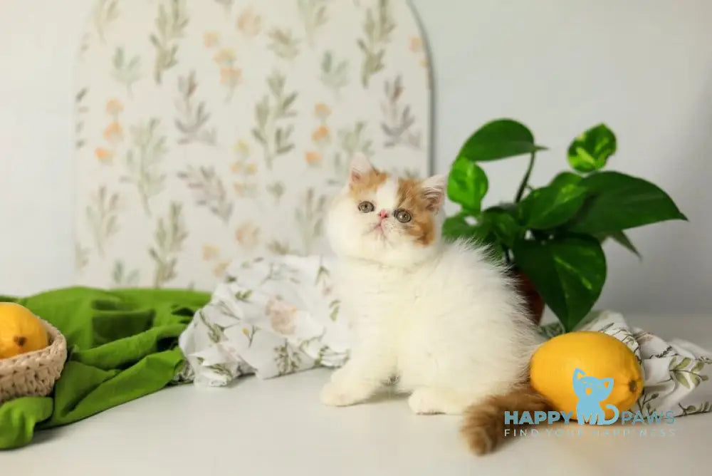 Piter Exotic male cream van tabby live animals
